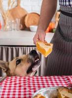 man bereidt Thanksgiving-diner in de keuken thuis, geeft een hond een stuk pompoentaart om te proberen foto