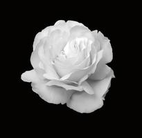 een witte roos geïsoleerd op zwart