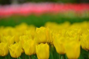 tulp bloemen foto