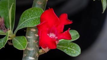 adenium of bignonia bloeiend in de tuin foto