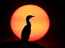 vogels silhouetten op zonsondergang, vector. foto