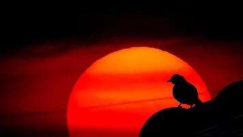 vogels silhouetten op zonsondergang, vector. foto