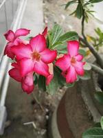 adenium of bignonia bloeiend in de tuin foto