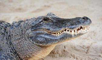 alligator close-up op zand foto
