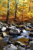 herfstkreek met gele bomen foto