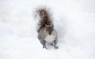 eekhoorn met sneeuw in de winter foto