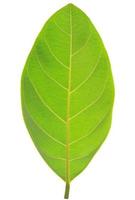 groen blad geïsoleerd op een witte achtergrond foto