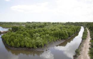 luchtfoto van tropische mangrovebossen. mangrove landschap. foto