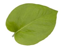 epipremnum aureum groen blad geïsoleerde witte achtergrond foto