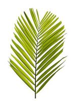 groen palmblad dat op witte achtergrond wordt geïsoleerd foto