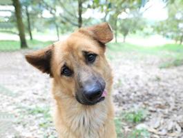 schattige hond die met een verdachte blik naar de camera kijkt. foto