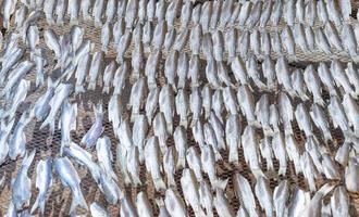 gedroogde vis op het net voor het bewaren van voedsel op de vismarkt, thailand. foto