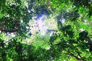 natuurachtergrond - groene bladeren van bos en licht foto