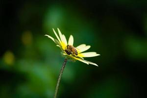 bij op bloem foto