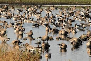 een zicht op enkele ganzen tijdens de vlucht over martin louter natuurreservaat foto