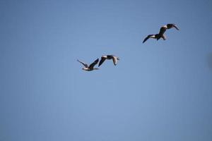 een zicht op enkele ganzen tijdens de vlucht over martin louter natuurreservaat foto