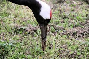 een close-up van een kraanvogel met een rode kroon foto