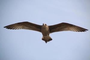 een close-up van een zilvermeeuw in Blackpool foto