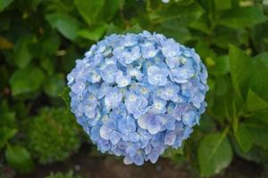 hortensia bloemen bloeien in da lat tuin. dit is een plek om te bezoeken ecologische toeristentuin trekt ander toerisme naar de hooglanden van Vietnam. natuur en reizen concept. selectieve aandacht. foto