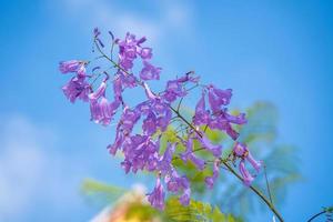 violetkleurige bladeren van de jacaranda mimosifolia, een subtropische boom afkomstig uit da lat. bignoniaceae sieren het zomerlandschap met etherische schoonheid. foto