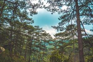 gezonde groene bomen in een dennenbos van oude sparren, sparren en pijnbomen in de wildernis van een nationaal park. duurzame industrie, ecosysteem en gezonde omgeving concepten en achtergrond. foto