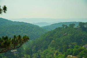 prachtig landschap van dennenjungle in de ochtend, groep dennenbomen stijgen in de frisse lucht, groen uitzicht in het bos, boomstam van grasbedekking, mooi landschap voor Dalat-reizen in Vietnam foto