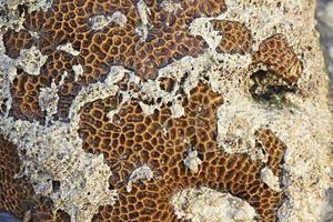 koraal close-up foto