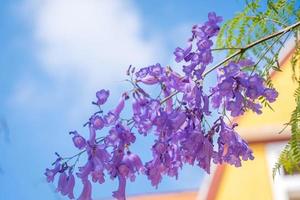 violetkleurige bladeren van de jacaranda mimosifolia, een subtropische boom afkomstig uit da lat. bignoniaceae sieren het zomerlandschap met etherische schoonheid. foto