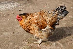 scharrelkip op de boerderij. foto