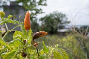 selectief focussen op de chili of peper die rot is door plantenplagen en slecht weer, zodat boeren niet kunnen oogsten foto