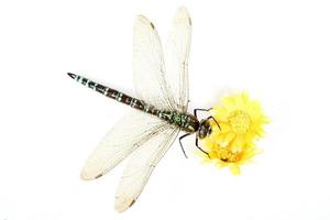 Dragonfly close-up foto