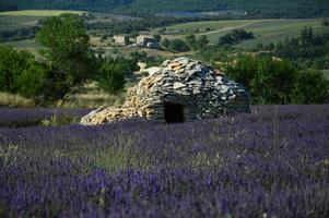 een borie en zuid frankrijk midden in een lavendelveld foto