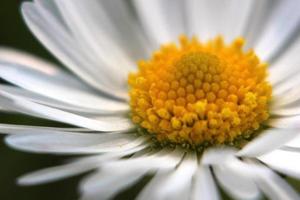 daisy close-up