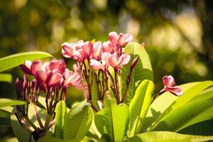 frangipani close-up