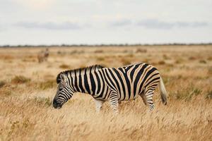 zijaanzicht. zebra's in het wild overdag foto