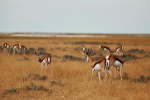 samen op het gazon. antilopen is in de natuur buiten in afrika foto