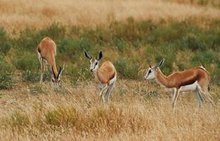 antilope is in de natuur buiten in afrika foto