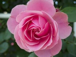 bloeiende roze roos. foto