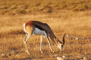antilope is in de natuur buiten in afrika foto