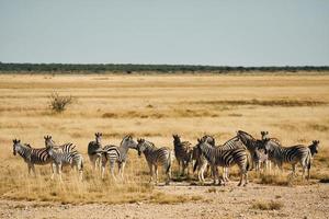 eten en wandelen. zebra's in het wild overdag foto