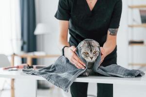 in warme handdoek na het wassen. scottish fold cat is in de trimsalon met vrouwelijke dierenarts foto