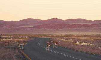 antilopen samen. majestueus aangelegd uitzicht op de weg in afrika, namibië foto