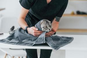 scottish fold cat is in de trimsalon met vrouwelijke dierenarts foto