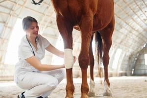 verbandwonden aan de knie. vrouwelijke arts in witte jas is met paard op stal foto