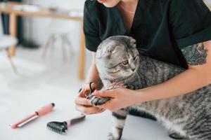 het knippen van de nagels. scottish fold cat is in de trimsalon met vrouwelijke dierenarts foto