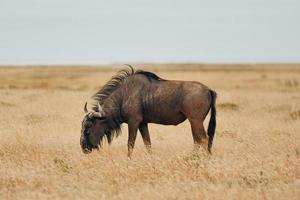 buffel is overdag in het wild foto