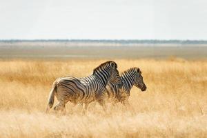 zoogdieren is in het veld. zebra's in het wild overdag foto