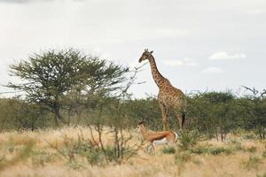giraf is buiten in de natuur in afrika foto