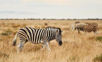 zijaanzicht. zebra's in het wild overdag foto