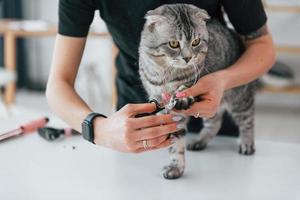 het controleren van de nagels op de poot. scottish fold cat is in de trimsalon met vrouwelijke dierenarts foto